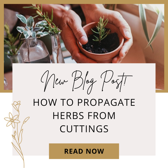 HOW TO PROPAGATE HERBS FROM CUTTINGS