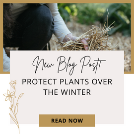 THE IMPORTANCE OF OVERWINTERING YOUR GARDEN